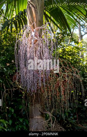 Both red and purple Seed heads of Bangalow palm (Archontophoenix cunninghamiana), king palm, Illawara palm, piccabben. Rainforest, Qld, Australia. Stock Photo