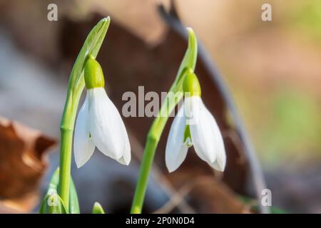 Pair of tiny snowdrops flowers in spring. First spring flowers Stock Photo