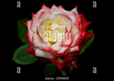 Beautiful red rose on dark background. Symbol of love and passion. Popular garden flower Stock Photo