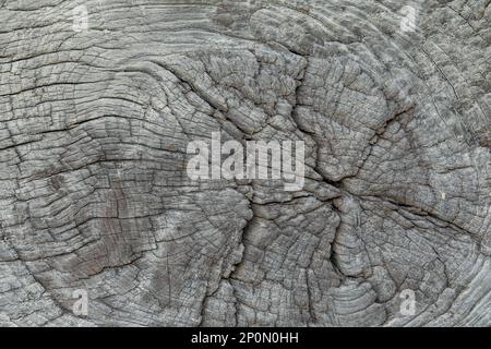 Old tree stump texture. Cracked rustic wood texture. Stock Photo
