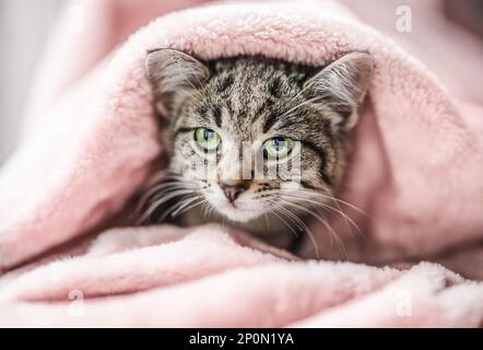 Cute little tabby kitten with green eyes relaxing on the pink plaid Stock Photo