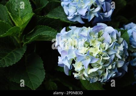 Beautiful hortensia plant with light blue flowers, closeup Stock Photo