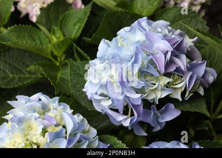 Beautiful hortensia plant with light blue flowers, closeup Stock Photo