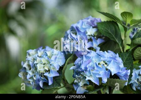 Beautiful hortensia plant with light blue flowers outdoors,  closeup Stock Photo