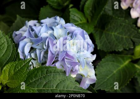 Beautiful hortensia plant with light blue flowers, closeup Stock Photo