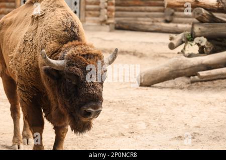 American bison in zoo enclosure, space for text Stock Photo