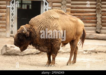 American bison in zoo enclosure. Wild animal Stock Photo