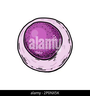 Myeloid blood stem cell isolated on white background. Hand drawn ...