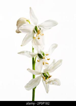 Three Snowdrop flowers, (Galanthus nivalis), on a single stem, photographed against a white background Stock Photo
