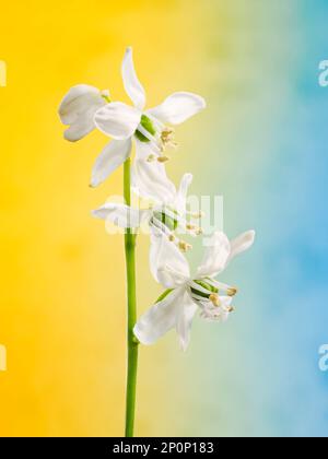Three Snowdrop flowers, (Galanthus nivalis), on a single stem, photographed against a colourful background Stock Photo
