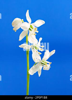 Three Snowdrop flowers, (Galanthus nivalis), on a single stem, photographed against a plain blue background Stock Photo