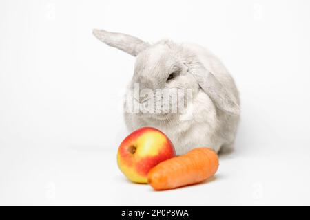 Gray dwarf rabbit on a white background with an apple and a carrot in the frame. Beautiful lop-eared rabbit sitting with raised ear focus on the rabbi Stock Photo