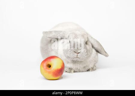 A gray dwarf rabbit lies on a white background with an apple in the frame. Beautiful lop-eared rabbit, focus on the rabbit. Stock Photo
