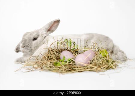 Cute lop-eared gray rabbit is lying on white background, nest made of hay and greens with dyed pink eggs in front of it. Easter composition. Stock Photo