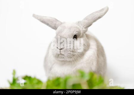 Rabbit on a white background with raised ears, focus on the rabbit. Dwarf breed of gray color. Stock Photo