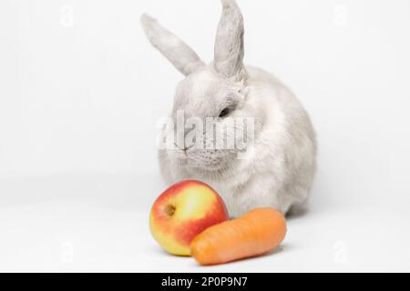 Gray dwarf rabbit on a white background with an apple and a carrot in the frame. Beautiful lop-eared rabbit sitting with raised ear, ears are up, focu Stock Photo