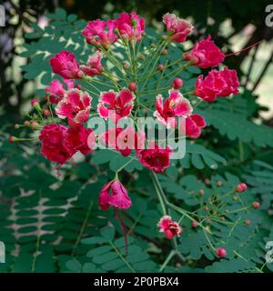 Closeup view of pink red and creamy white flowers and buds of caesalpinia pulcherrima shrub aka poinciana or peacock flower on natural background Stock Photo