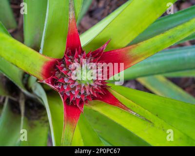 Closeup top view of bright red and green pineapple aka ananas comosus inflorescence and starting young fruit growing outdoors Stock Photo