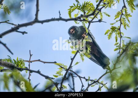 Red-footed falcon (Falco vespertinus) male. Steppe zone of Crimea Stock Photo