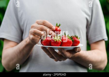 Man is holding a plate with homegrown big strawberries, picking up one strawberry from a plate. Close up. Stock Photo