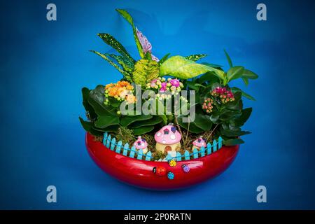 Kalanchoe blossfeldiana flowers in a red ceramic pot, on blue background with heavy vignette Stock Photo