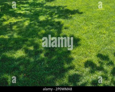 Sunbeams on fresh green grass. Natural background with lawn at spring sunny day. Sun shines on moss and plants at the bottom of trees. Stock Photo