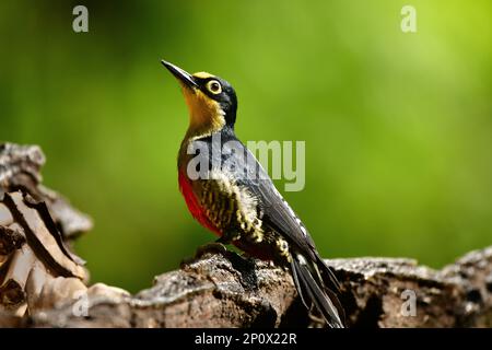 Close up view of Yellow-Fronted Woodpecker (Melanerpes flavifrons) perched on a branch Stock Photo