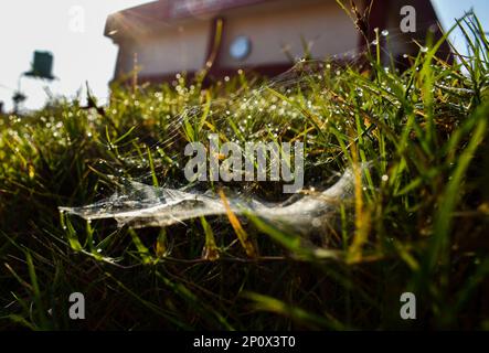 a spider web in grass coverd in dew drops . in grass coverd in dew drops . Stock Photo