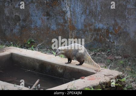 The crab-eating mongoose (Urva urva) is a mongoose species usually found in Tripura. Stock Photo