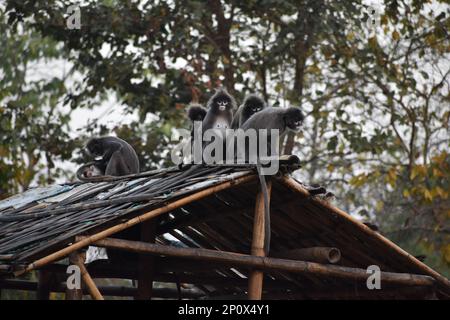 Family of dusky leaf monkey or spectacled langur with yellow baby monkey  sitting on the tree. Trachypithecus obscurus Stock Photo - Alamy
