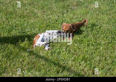 Pair of foster dogs playing in the grass Stock Photo