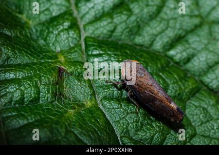 Macro photography of a tiny leafhopper on a wet lupine leaf, captured ...