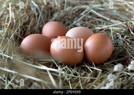 Chicken eggs in a hay nest. Organic farm products. Close up. Stock Photo