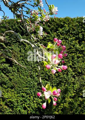 Detail of pink apple blossom in full bloom against a yew hedge. Stock Photo