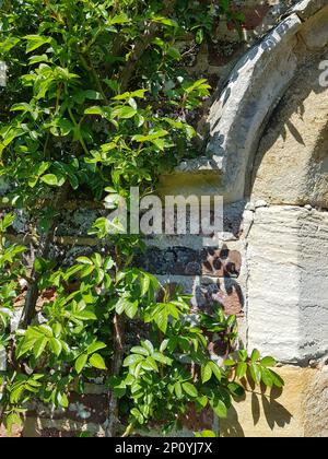 Detail of fresh rose bush leaves against an old sand stone wall arch. Stock Photo