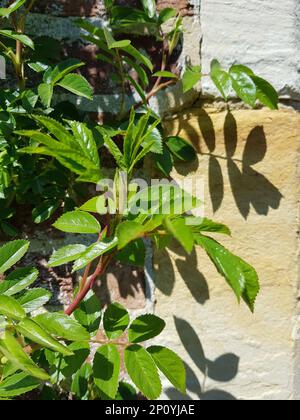 Detail of fresh rose bush leaves against an old sand stone wall. Stock Photo