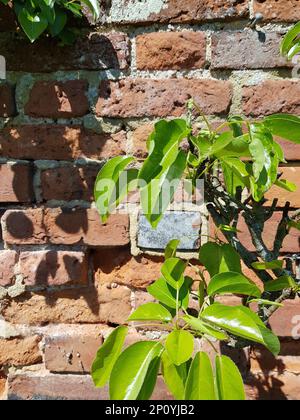 Detail of fresh green leaves against an old red brick wall. Stock Photo