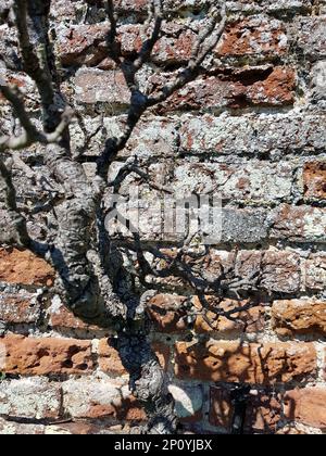 Detail of a gnarled branch against an old red brick wall. Stock Photo