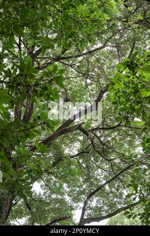 Looking up with green leaves on branch in tropical rainforest Stock Photo