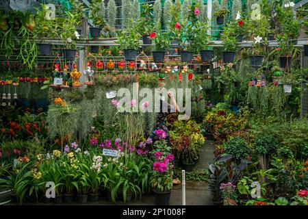 plants at the Border Market at the Border of Thailand and Myanmar at Dan Singkhon near the City of Phrachuap Khiri Khan in the Province of Prachuap Kh Stock Photo