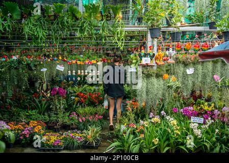 plants at the Border Market at the Border of Thailand and Myanmar at Dan Singkhon near the City of Phrachuap Khiri Khan in the Province of Prachuap Kh Stock Photo