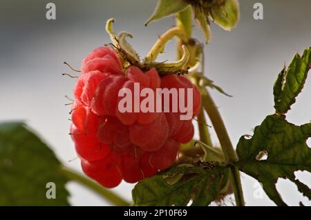 Close-up of late raspberry in December Stock Photo