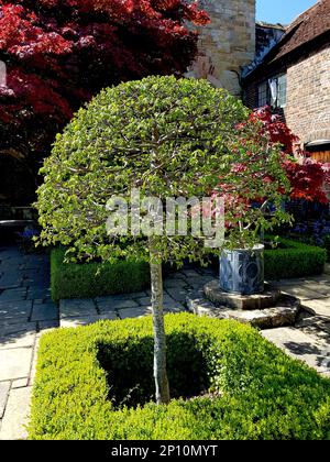 A beech tree surrounded by a box hedge in an old traditional courtyard. Stock Photo