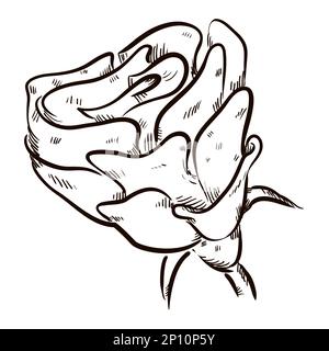 Rose with sepals, rose hip and stem in hand drawn style over white background. Stock Vector