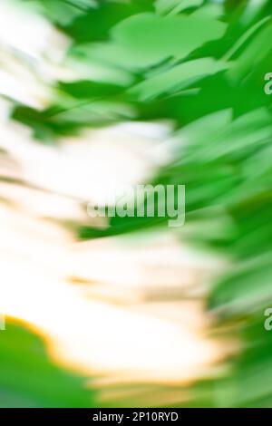 Blur beautiful nature palm leaf nature background. Stock Photo