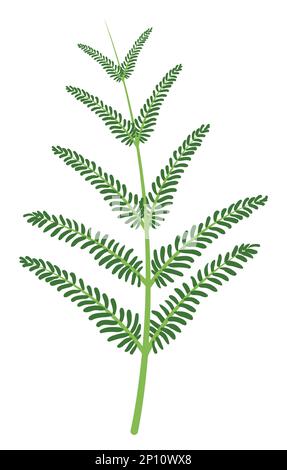 Isolated green branch of a plant with tiny leaves. Design in flat colors. Stock Vector