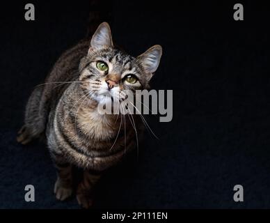 Cute cat with green eyes looking up. Top view of cute happy kitten cat standing and looking up at camera owner. Stock Photo