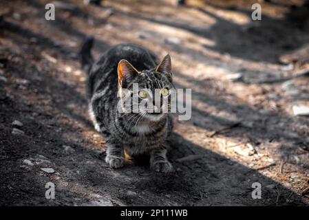 Grey male cat watching the camera, portrait photo of a cute grey male cat Stock Photo