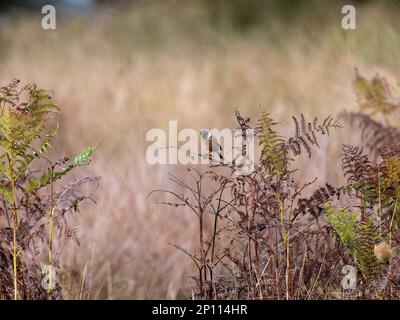 Stonechat Bird Perched on Bracken Stock Photo