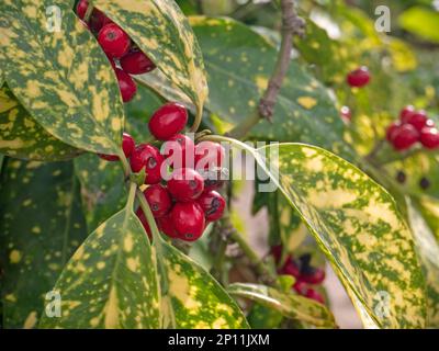Aucuba japonica crotonifolia, spotted laurel or Japanese laurel or Japanese aucuba or gold dust plant branch with red ripe drupe fruits and variegated Stock Photo